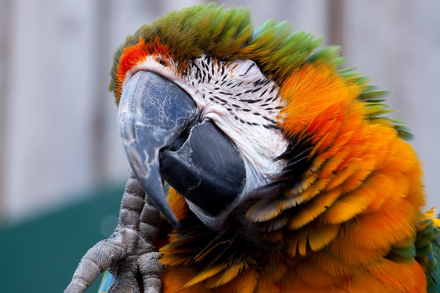 Longleat Parrot II