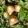 Wild Mushrooms n flowers2