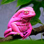 PinkTreefrog