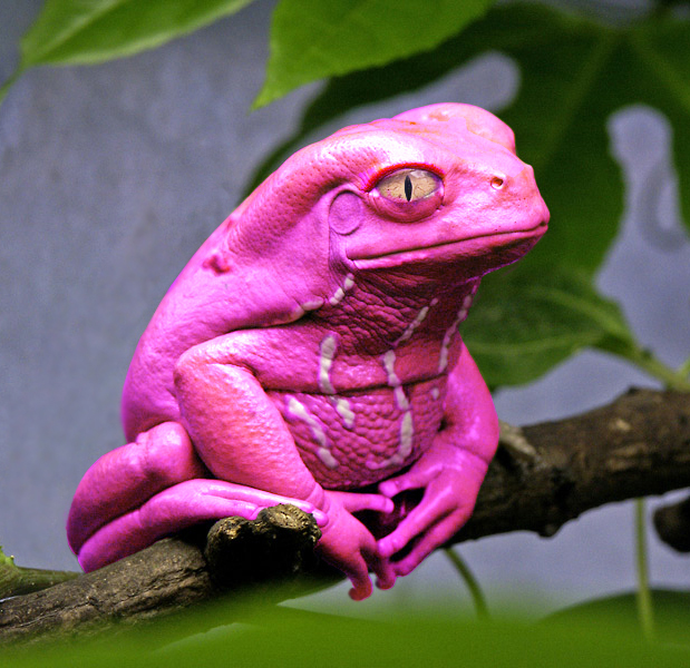 PinkTreefrog