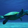 TurtleRaptor