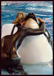 Hugs For Shamu