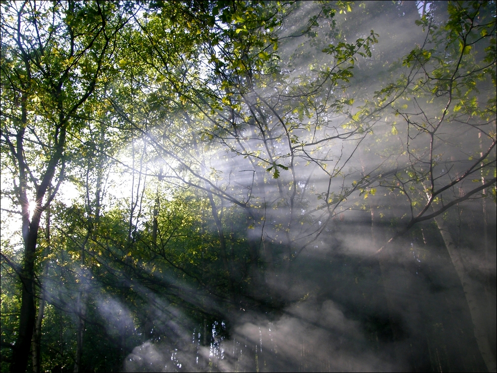 Heartbeat Of The Earth