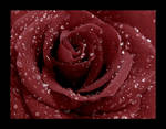 Roses 2 by Wilhelmine