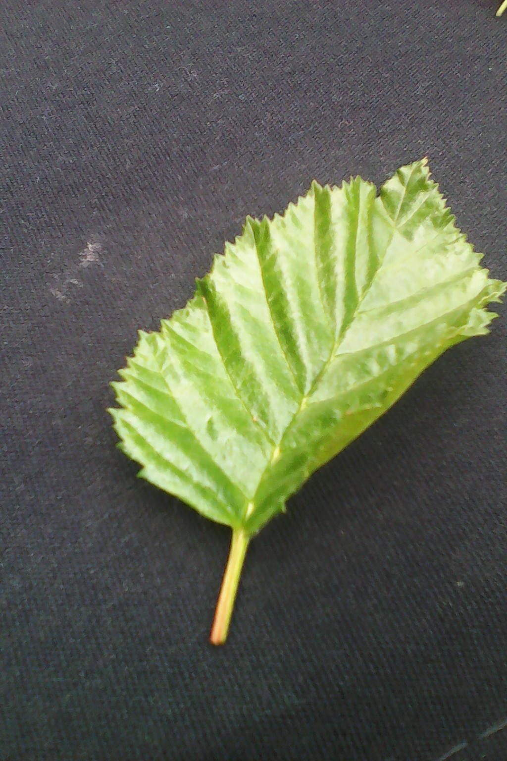 leaf