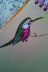 Hummingbird