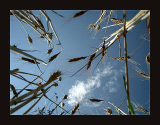 from soil to the sky