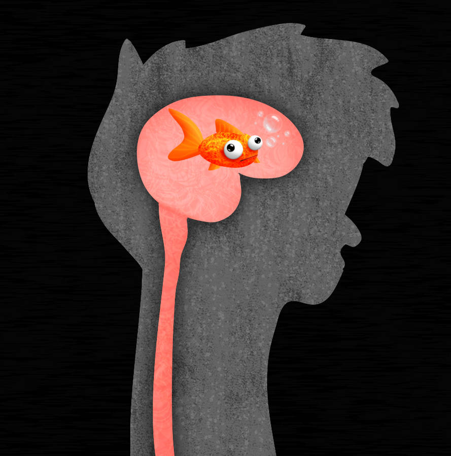 Brain Exploding Goldfish Goldfish Brain by Kerfufflin on DeviantArt