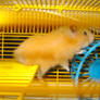 Lazy Hamster Run