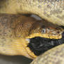 Macklot's Python Eating