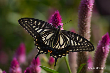 Machaon