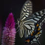 Machaon 2