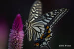 Machaon 2 by Lysandra22