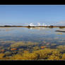 Rock Pools