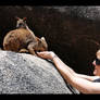 Rock Wallaby