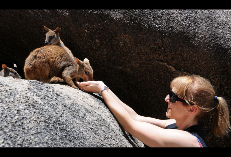 Rock Wallaby