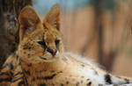 African Serval by DPasschier