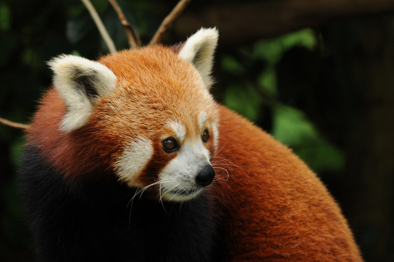 Red Panda by DPasschier Red Panda by DPasschier