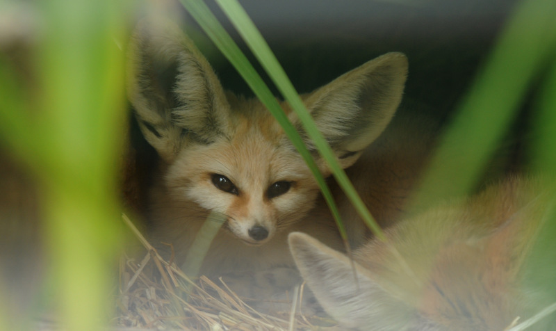 Fennec Fox