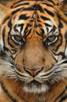 Sumatran Tiger by DPasschier