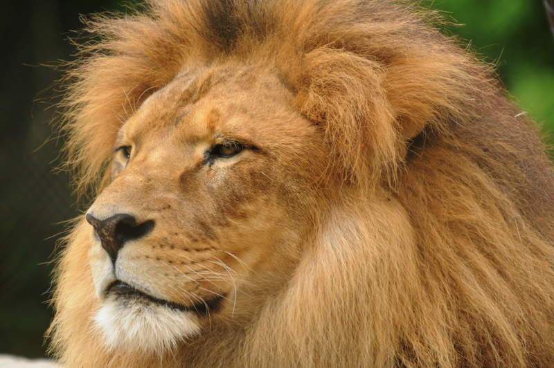 African Lion