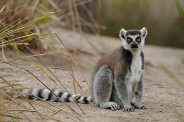 Ring Tailed Lemur