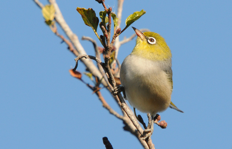 Silvereye.12