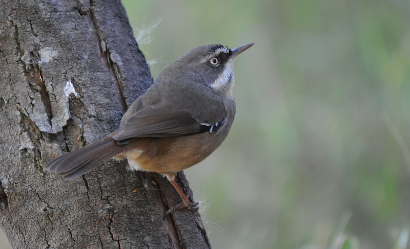 Scrubwren.