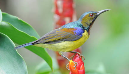 Brown Throated Sunbird.0096