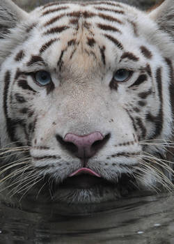 White Bengal Tiger.8915.2
