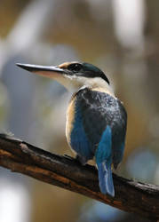 Sacred Kingfisher 0628c by DPasschier