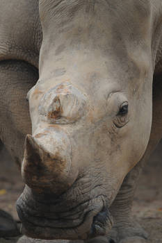 White Rhinoceros.9028