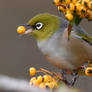 Silvereye 5369