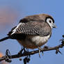 Double-Barred Finch 6422