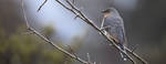 Fan-Tailed Cuckoo 8408 by DPasschier