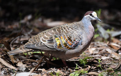 Common Bronzewing (Male) 8042 by DPasschier