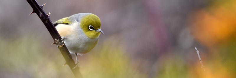 Silvereye 5367.2