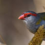 Red-Browed Finch 0017