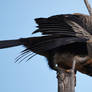 Australian Darter 0697.2