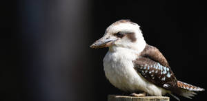 Kookaburra 8593