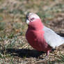 Galah 2539.2