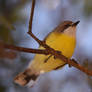 White-Throated Gerygone 2462