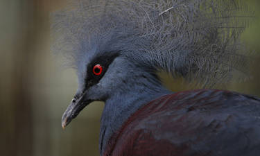 Scheepmaker's Crowned Pigeon.8496