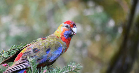 Crimson Rosella [juv] 2904 by DPasschier