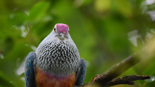 Rose-Crowned Fruit-Dove 4212