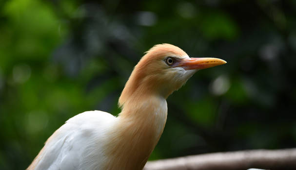 Cattle Egret 4625