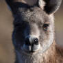 Kangaroo 3968-001