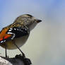 Red-Rumped Spotted Pardalote 1598.2