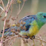 Red-Rumped Parrot 3122