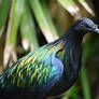Nicobar Pigeon 4529